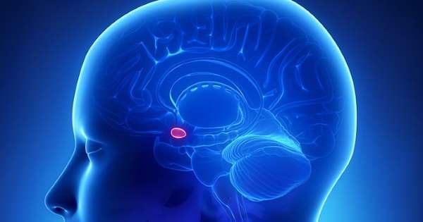 Amigdala-Psicologo-Foggia-Carlo-Robusto